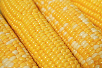 Close-up of ripe corn cobs with yellow and white kernels. Macro photography of sweet corn - a symbol of harvest, summer and abundance.