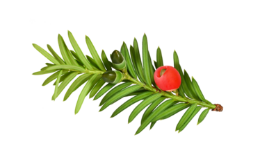 Yew branch with red berry. Yew branch with rich green needles, one bright red berry (yew drupe) and unripe green fruits isolated on white. Suitable for winter and Christmas designs.