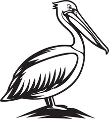 pelican on white background