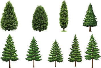 Green spruce trees vector set, coniferous pine trees collection, lush evergreen forest trees, natural outdoor landscape illustration.