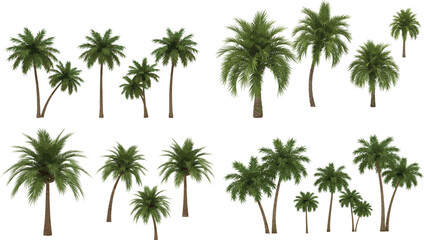 Palm tree cluster vector set, tropical green foliage, realistic nature illustration, summer island plants, exotic palm trees group.