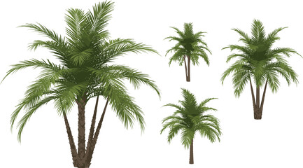 Palm tree group vector illustration, tropical lush green leaves, summer exotic plants, realistic palm trees cluster design.