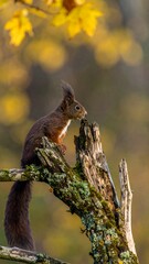 Fototapeta premium Squirrel perched on autumn branch