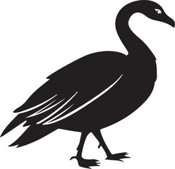 black and white goose