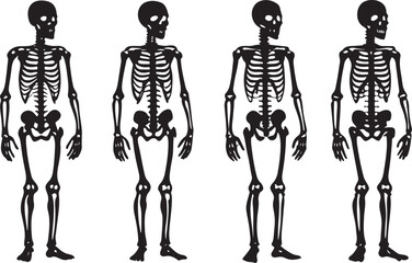 Human body anatomy skeleton sketch with skull and spine