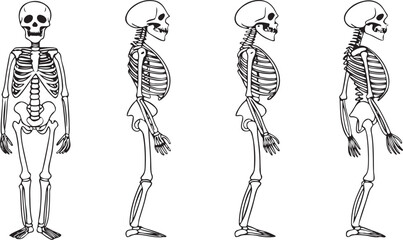 Stylish silhouette vector drawing of a dancing human skeleton illustration