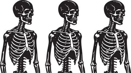 A skeleton x-ray illustration of a man and a woman in a dress with a skull and spine