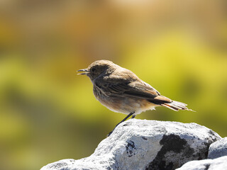 Familiar Chat Perched on Rock