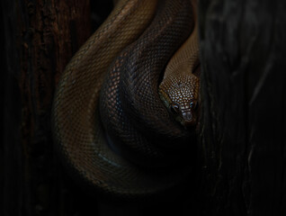 Fototapeta premium Close up of a coiled brown snake head peeking from dark wood