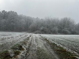 Frost-covered forest near the town of Bevergern, Germany