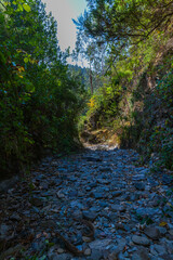 A narrow, rocky dried river bottom  winds through dense greenery, leading into a serene and secluded natural setting