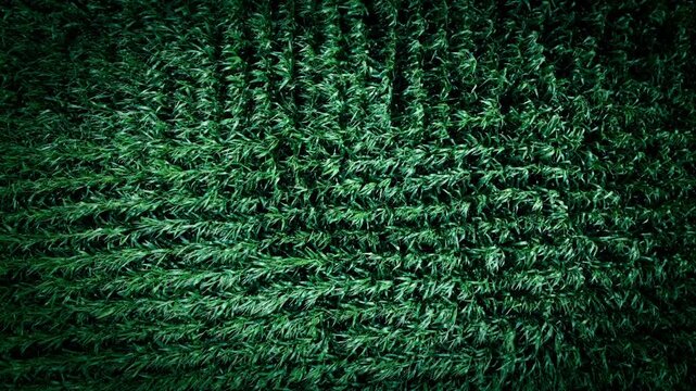 Aerial view of a dense green cornfield with a regular pattern, cornfield in the wind, in the municipality of Hude (27798 Hude)