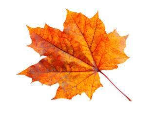Fototapeta premium autumn maple leaf isolated on white background.