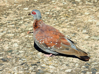 Speckled Pigeon on Table Mountain