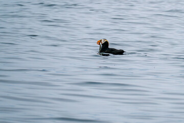Tufted Puffin eating a fish in Kachemak Bay Alaska
