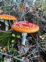 A forest mushroom growing among fallen leaves in the woods