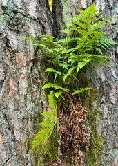 Close-up of a green fern plant growing in a crack of tree bark, symbolizing resilience and harmony with nature.