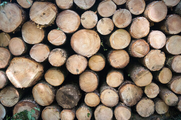 A pile of wood in the forest, obtaining wood material from the forest.
