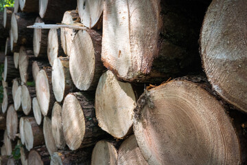 A pile of wood in the forest, obtaining wood material from the forest.
