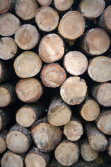 A pile of wood in the forest, obtaining wood material from the forest.
