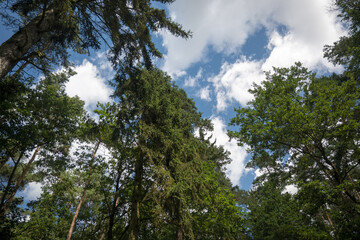 Tree crowns in the forest.
