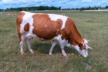 Obraz premium Brown and white cow grazing in open pasture.