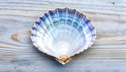 Beautiful scallop shell on wood