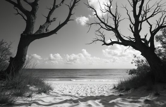 Black, white image captures serene beach scene with two large, bare trees framing view of ocean, sky. Sand in foreground shows footprints, suggesting recent passage, leading towards calm water under