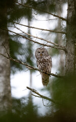 Ural owl (Strix uralensis) on a tree