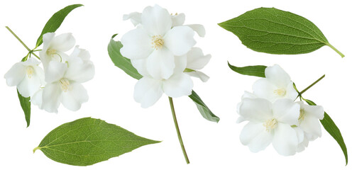 Fototapeta premium Fragrant jasmine flowers and leaves isolated on white, set