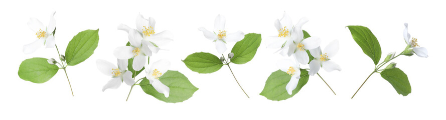 Obraz premium Jasmine flowers with green flowers isolated on white, set