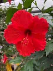 Roter Hibiskus © Frank