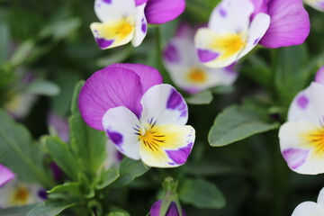 Stiefm&uuml;tterchen