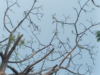 branches of a tree against blue sky