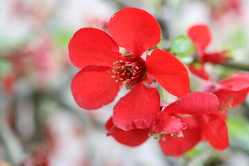 Japanische Zierquitten