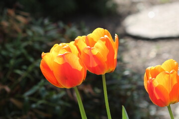 Tulpen
