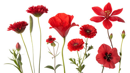 Selection of various red flowers isolated on white background PNG. AI GENERATED.  
