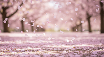 A blurry view of falling pink cherry blossom petals in a park during the springtime season