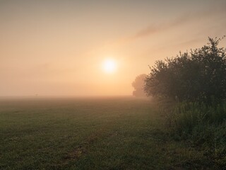 Fototapeta premium Sunrise over a misty field with trees on the horizon.