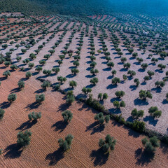 Fototapeta premium Olive groves (Olea europaea) in Mora de Toledo, La Mancha region, Castile-La Mancha, Spain, Europe