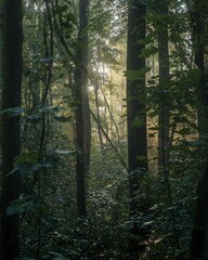 Obraz premium Sunlight filters through dense forest foliage.