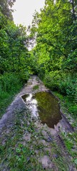 Fototapeta premium A Tranquil Nature Trail Featuring a Beautiful Reflection Puddle Along the Pathway