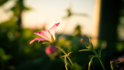 Obraz premium A delicate pink wildflower captured in warm golden hour light, its petals glowing against a dreamy blurred background. This close-up macro shot highlights the fragile beauty of nature in summer