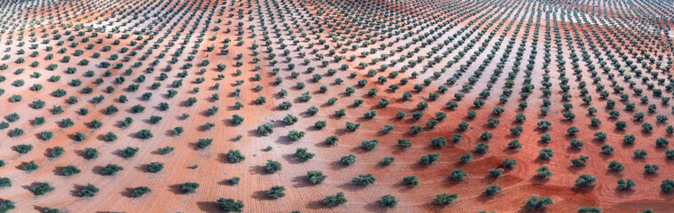 Olive groves (Olea europaea) in Mora de Toledo, La Mancha region, Castile-La Mancha, Spain, Europe