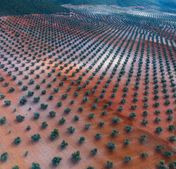 Fototapeta premium Olive groves (Olea europaea) in Mora de Toledo, La Mancha region, Castile-La Mancha, Spain, Europe