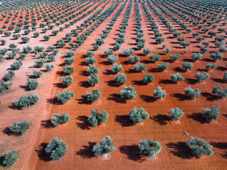 Olive groves (Olea europaea) in Mora de Toledo, La Mancha region, Castile-La Mancha, Spain, Europe