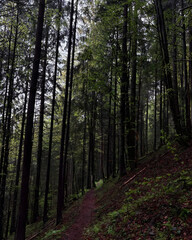 path in the woods