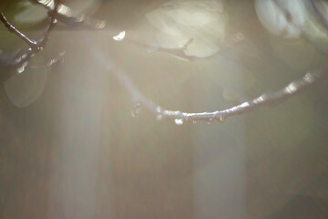 A Single Droplet Resting on a Branch in Natures Beautiful and Serene Environment