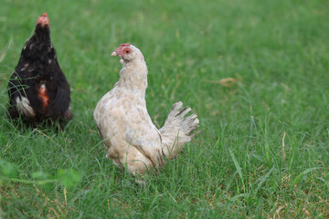 White Chicken Backyard Chicken Standing in Green Grass