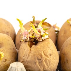 Potatoes sprouting, exhibiting new growth and hints of spring vitality indoors